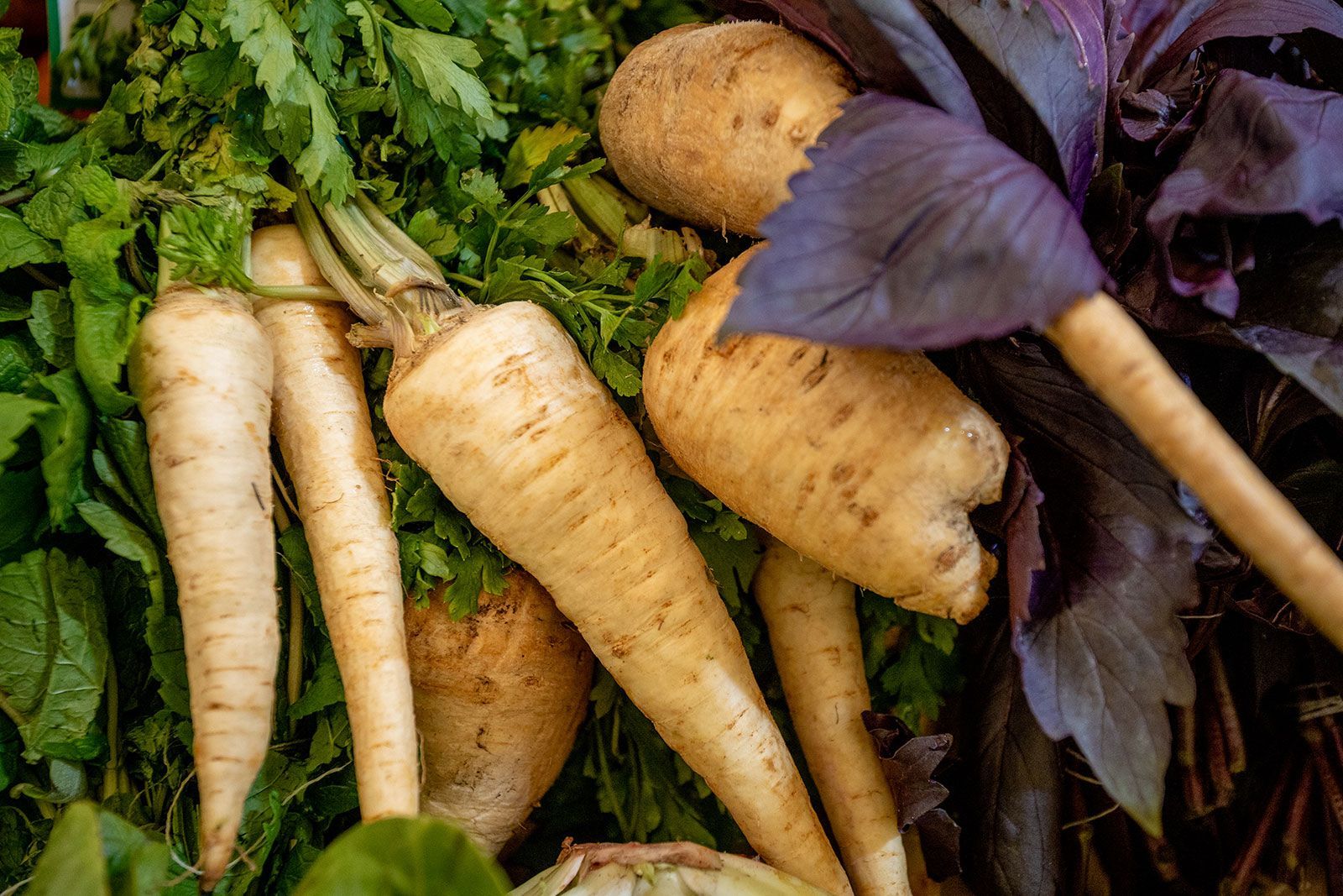 Осенние корнеплоды появились на прилавках московских ярмарок Осенние корнеплоды появились на прилавках московских ярмарок