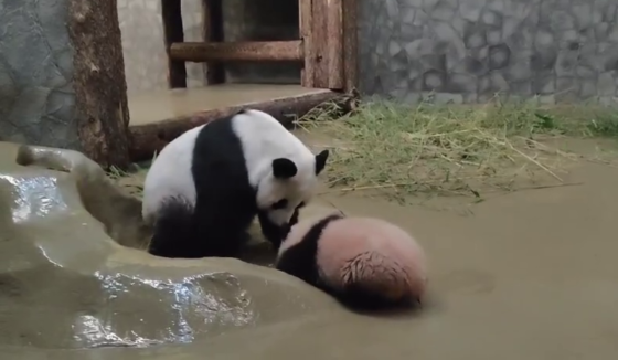 Московский зоопарк показал новые развлечения панды Катюши в экспозиционном вольере
