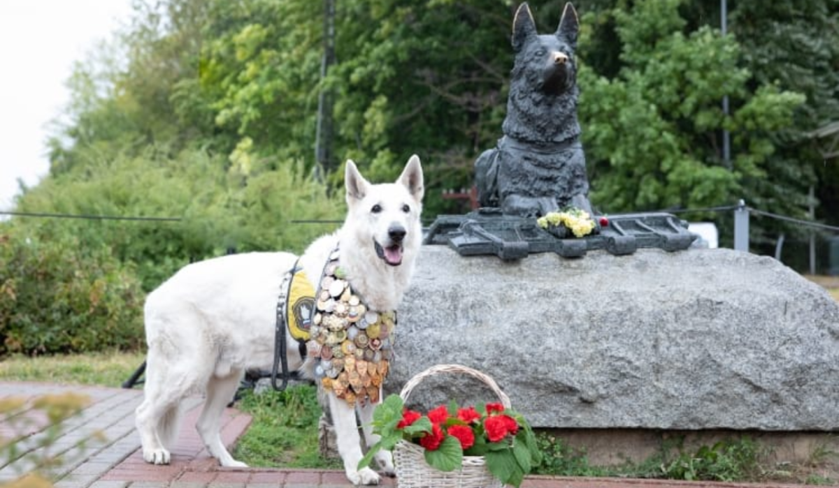 Музей Победы подарит бесплатный вход на День фронтовой собаки