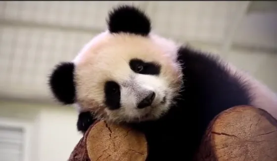 В Московском зоопарке рассказали, когда панду Катюшу заберут в Китай