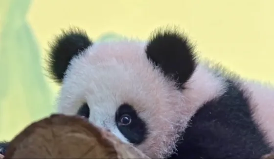 "Совсем по-взрослому": новую выходку панды Катюши показал Московский зоопарк