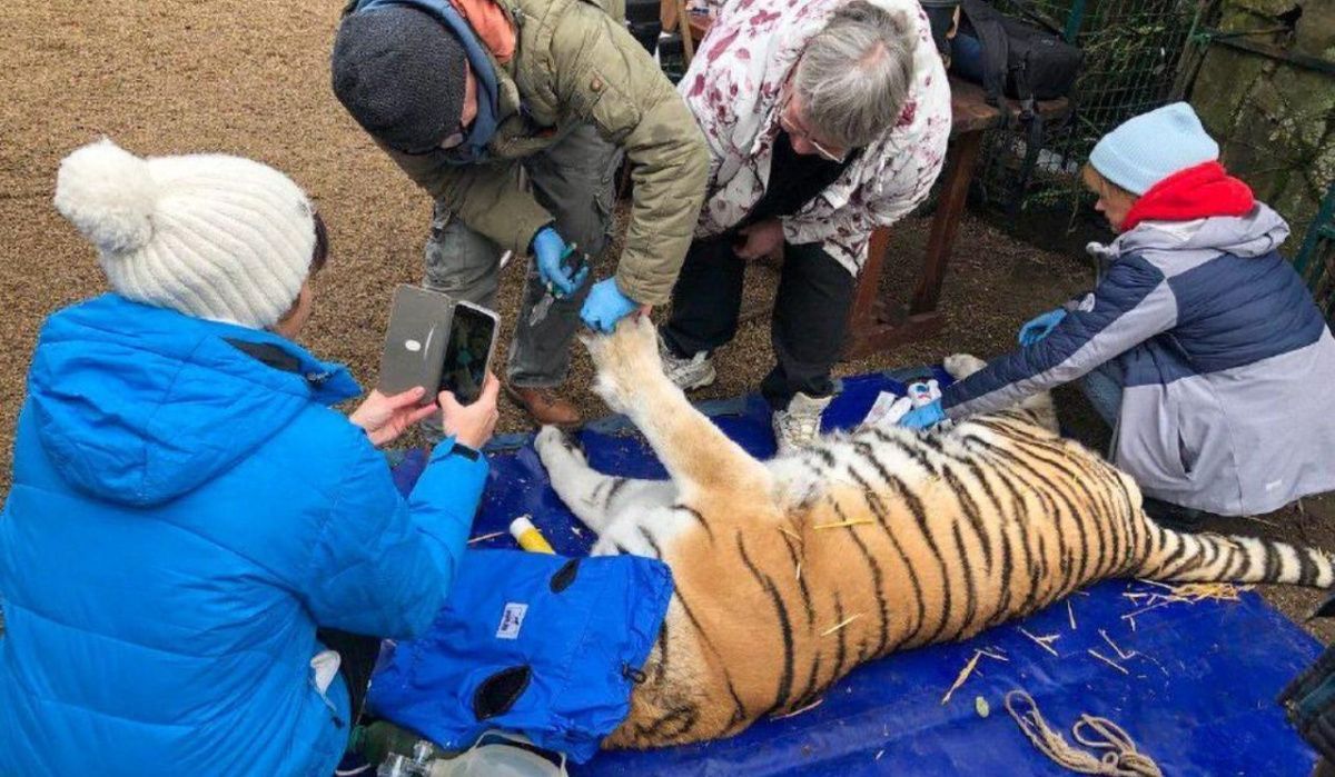 Ветврач из Московского зоопарка провёл операции хищникам в Бердянском сафари-парке