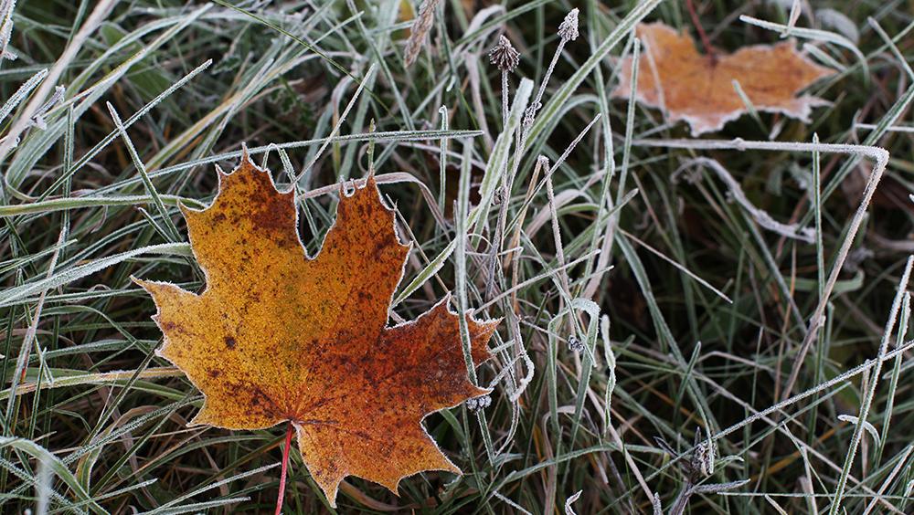 В Самаре ожидаются заморозки до -2°C