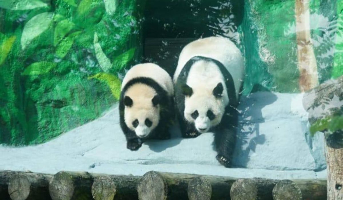 Дыхание панды Катюши увидели гости Московского зоопарка
