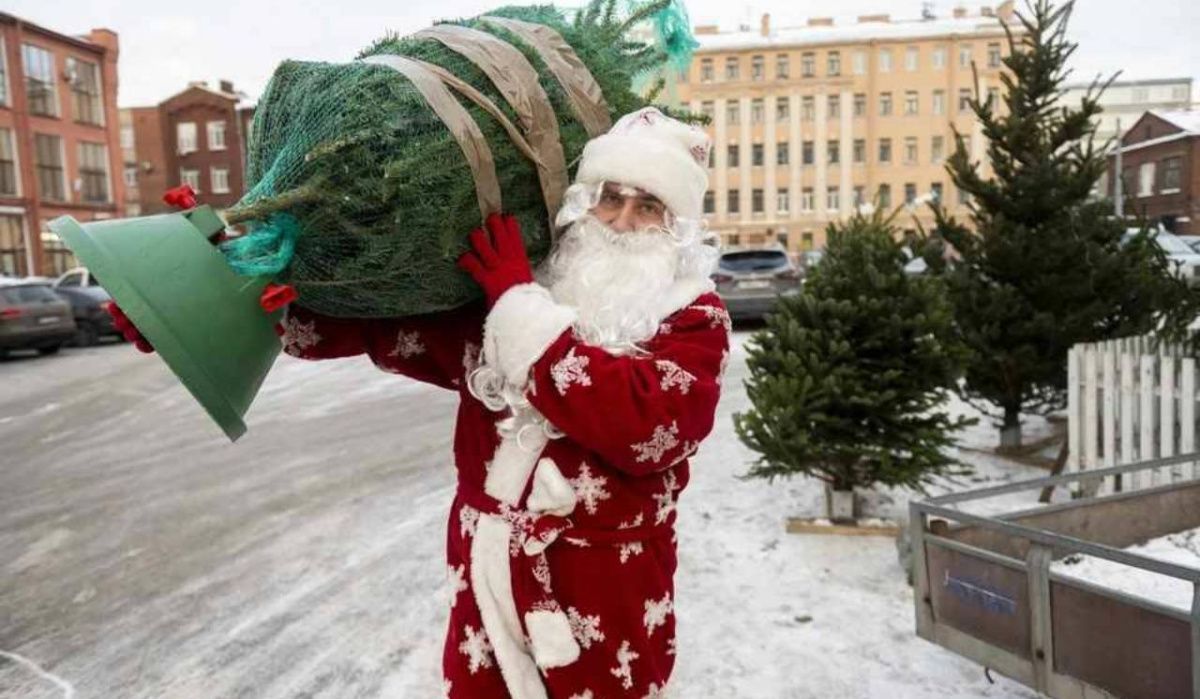 В Петербурге и Ленобласти сбор елок на переработку продлили до 6 февраля