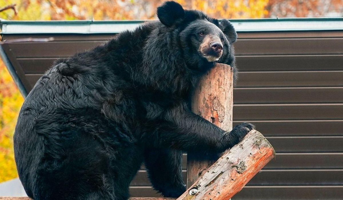Вася из Московского зоопарка впервые погрузился в спячку