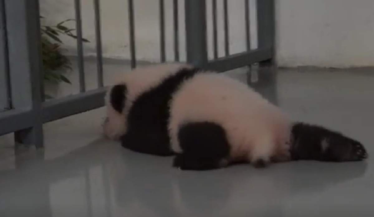 Маленькая панда из Московского зоопарка поползла