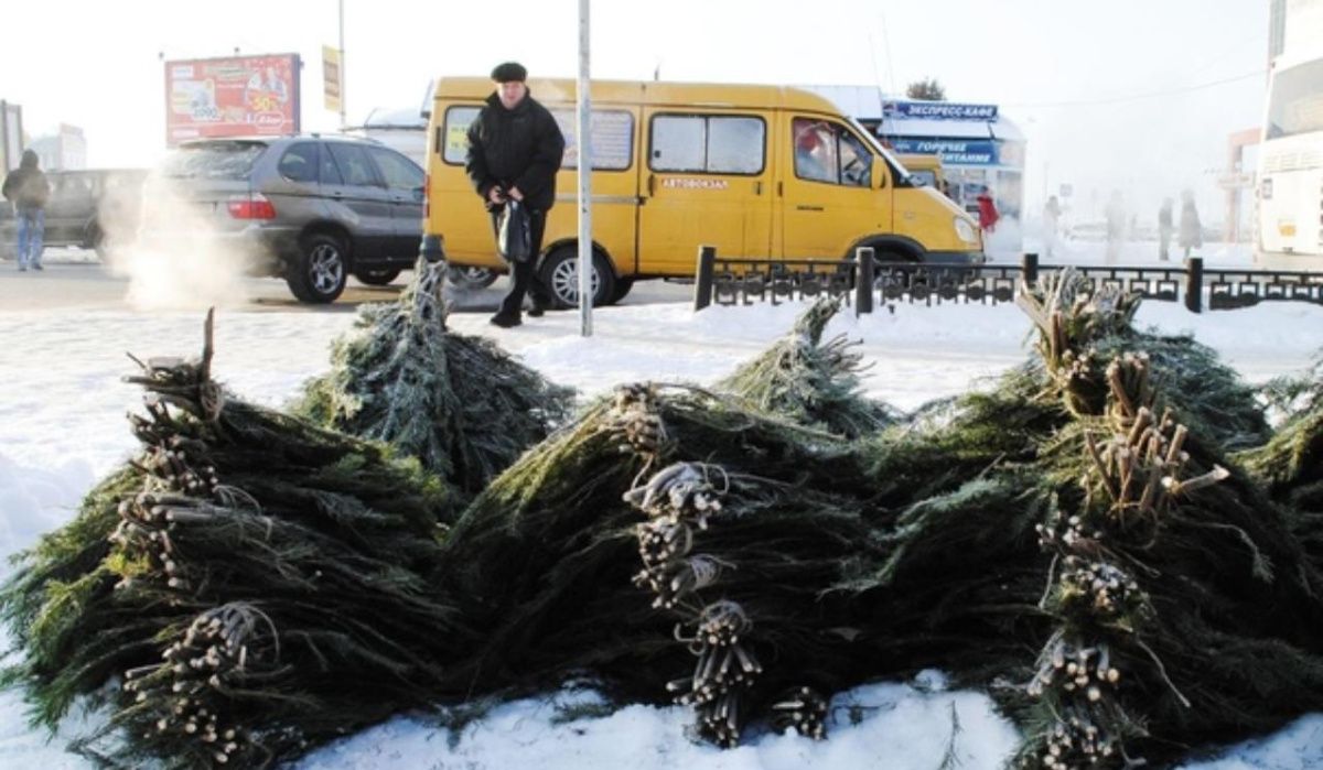 В Омске готовятся к открытию ёлочные базары