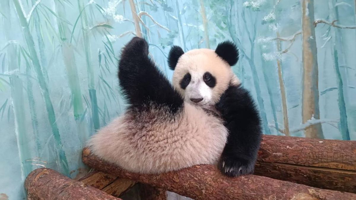 Московский зоопарк показал весёлые ночи панды Катюши