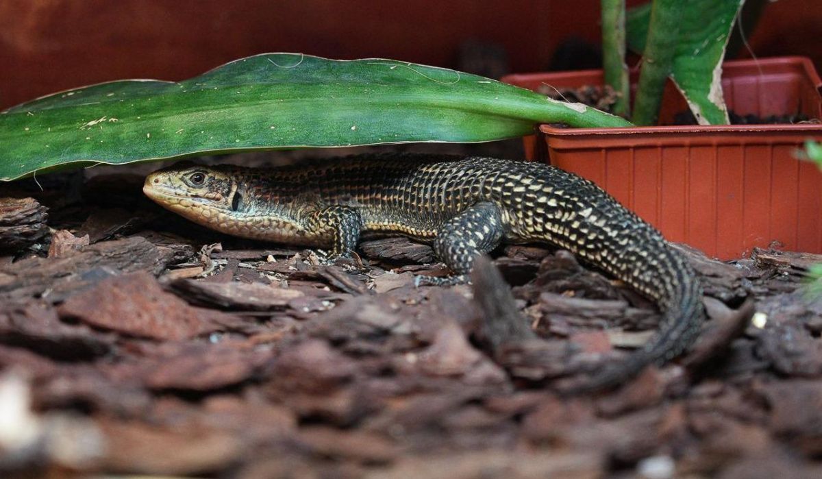 Московский зоопарк пополнился новыми обитателями