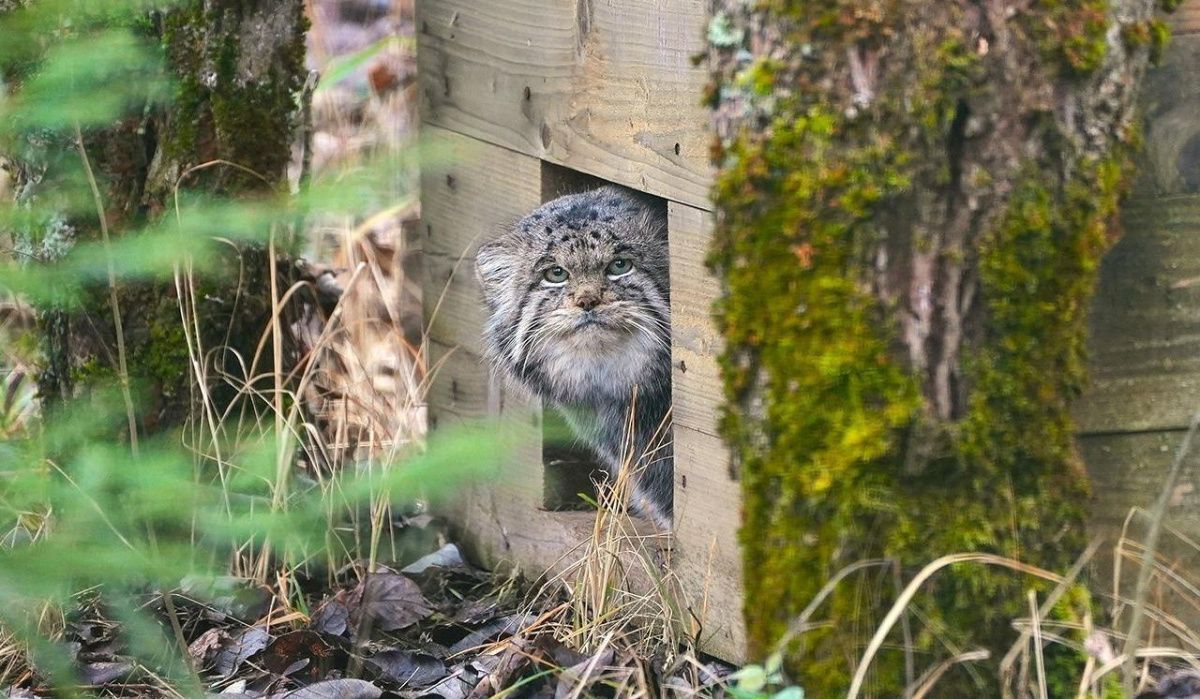 Манул Бабник из Подмосковья завершил процесс зажировки