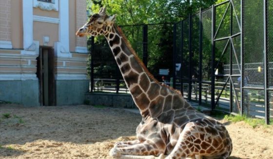 Московский зоопарк сообщил печальную новость 