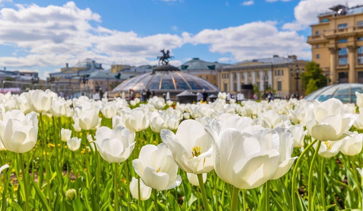 В Москве к середине следующей недели температура поднимется до плюс 29 градусов