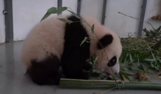"Шагнула и плюхнулась": первые шаги малышки-панды показал Московский зоопарк