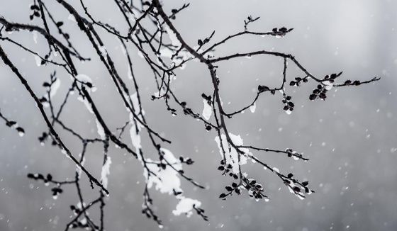 Москвичам прогнозируют мокрый снег и сильный ветер 9 апреля