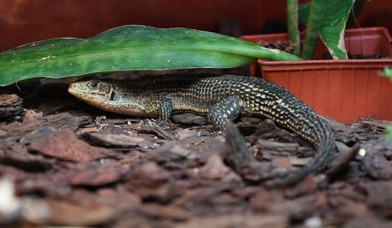 Московский зоопарк пополнился новыми обитателями