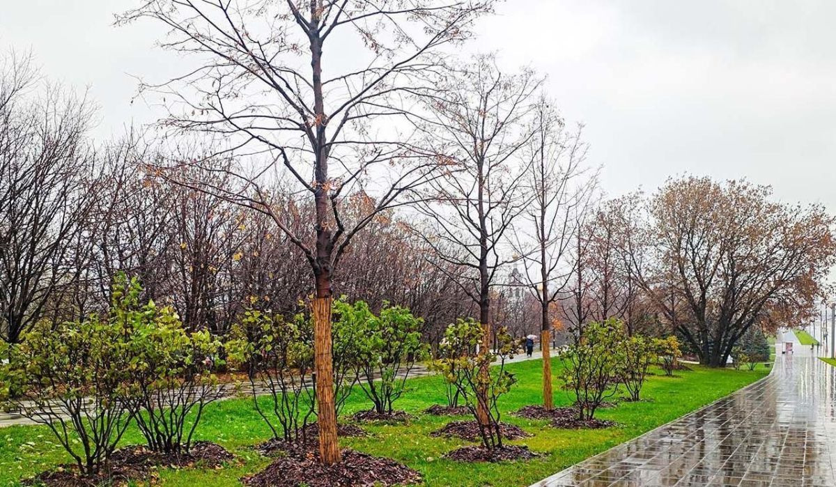 Новые липы и хвойные деревья преобразят улицы ВАО, включая Щелковское шоссе