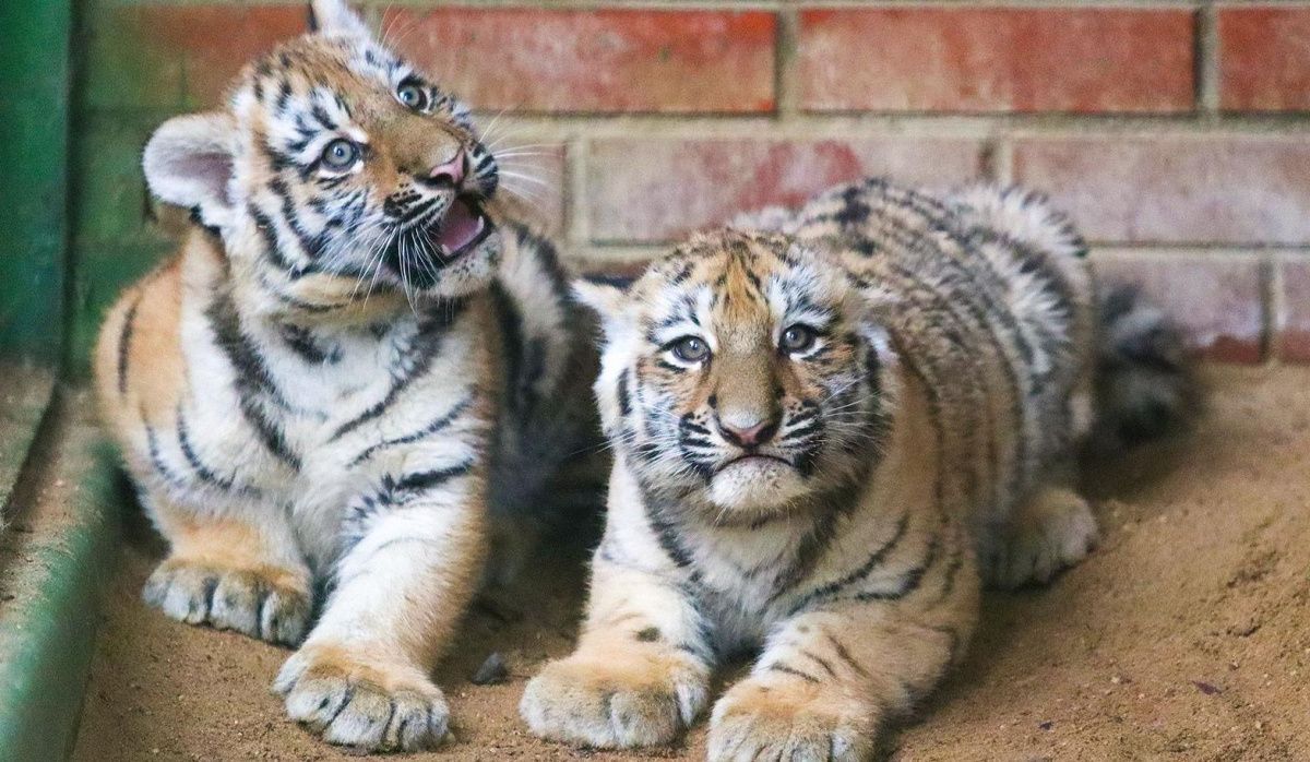 В Московском зоопарке появились на свет два амурских тигренка