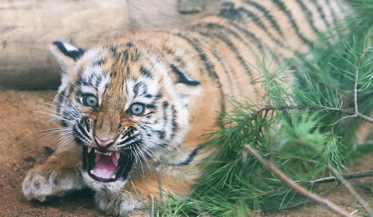 Москвичи определили имена амурским тигрятам из Московского зоопарка