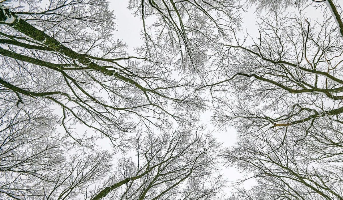 Снегопады и метели накроют столицу: прогноз погоды на неделю