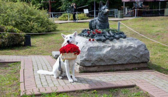 Тысячи посетителей приняли участие в семейном фестивале "День фронтовой собаки"