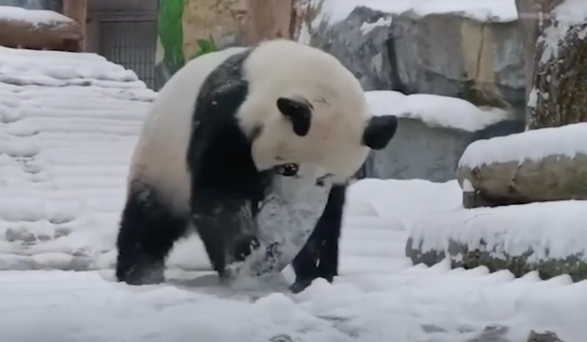 Катюша из Московского зоопарка наслаждается первым снегом