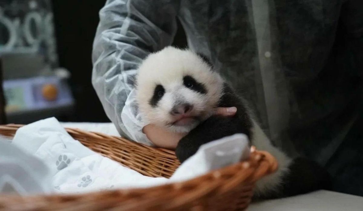 Подросшую малышку-панду показал Московский зоопарк