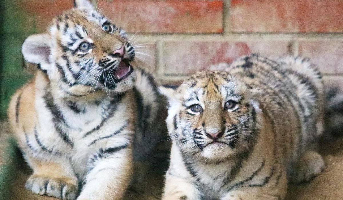 В Московском зоопарке в 2025 году появились на свет около 600 детенышей
