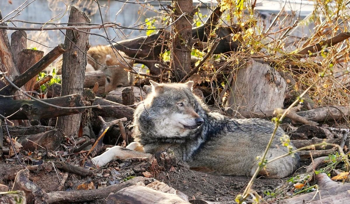 Евразийский волк обосновался в Московском зоопарке