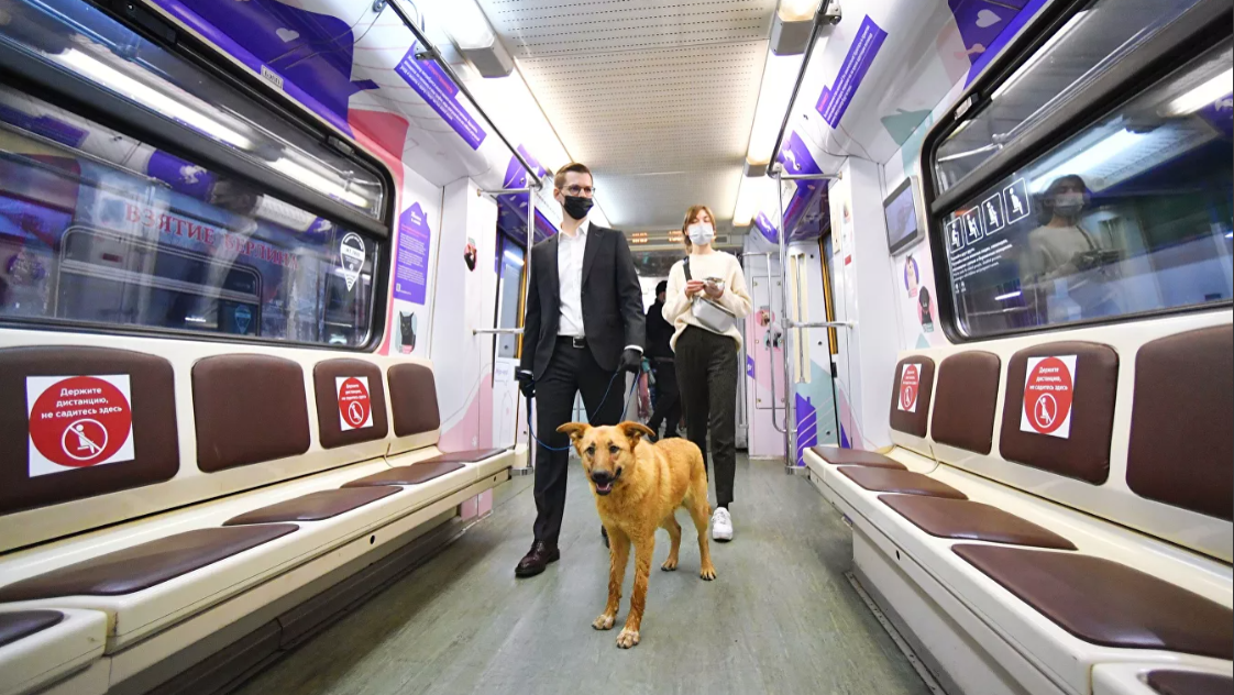 Поезд метро "Хвосты и лапки" помог приютить 24 животных