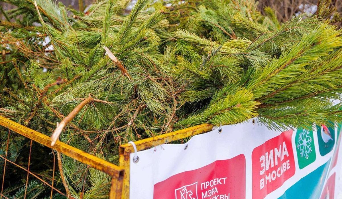 Акция по переработке новогодних деревьев стартует в Москве с начала января