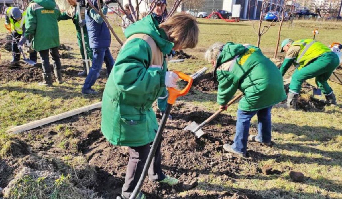 В центре Петербурга посадили яблони