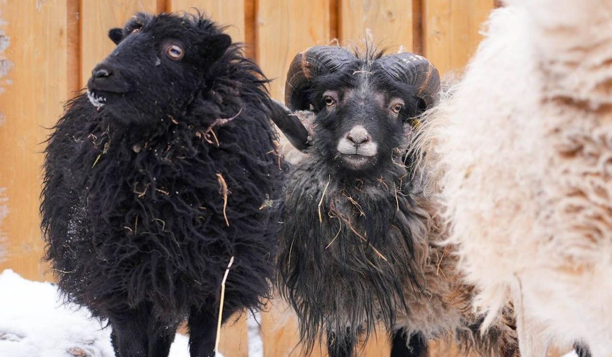 В Московском зоопарке появился уникальный обитатель