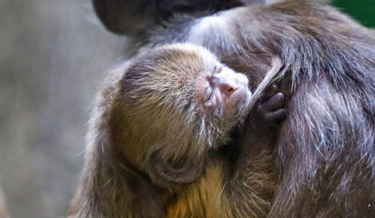 Столичные жители выбрали имя детенышу редкого капуцина-плаксы