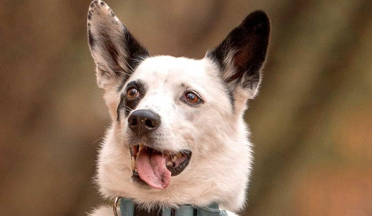 Животные столичных приютов украсили открытки ко Дню защитника Отечества