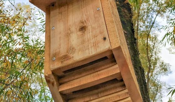 В парке «Лосиный Остров» установили домики для летучих мышей