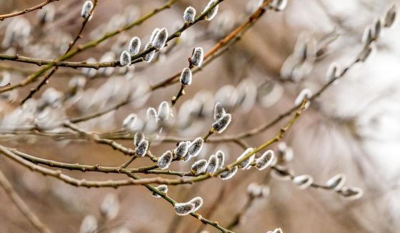 Апрельский снегопад ожидается в Москве в середине недели