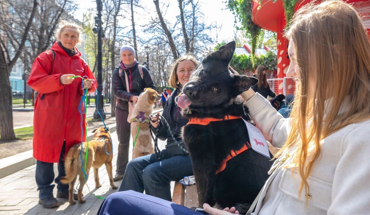 Более 50 животных обрели дом на мероприятии «Моспитомец х Четвероногий друг»