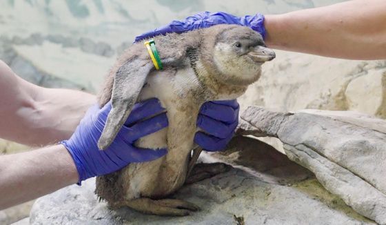 Шесть птенцов пингвинов Гумбольдта появились в Московском зоопарке