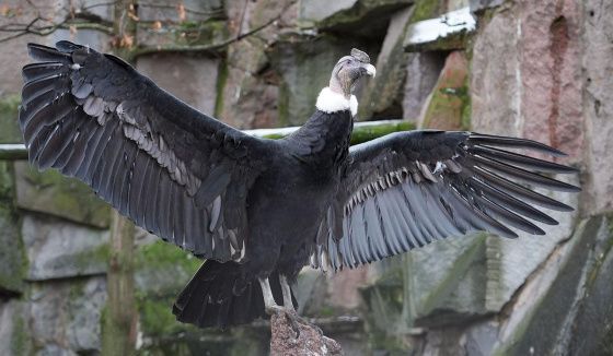 Москвичи выберут имя для самки андского кондора из зоопарка