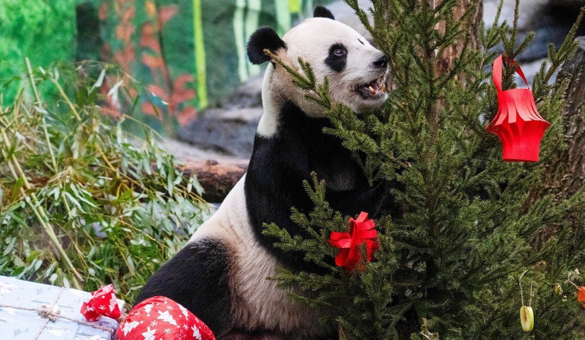 Московский зоопарк отметит китайский Новый год экскурсиями и квестами