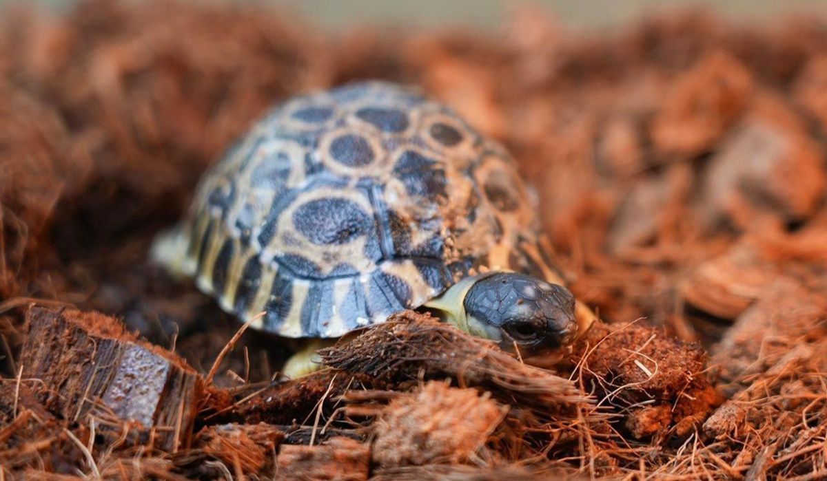 В Московском зоопарке родились детеныши исчезающего вида животных