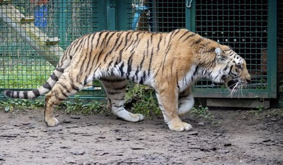 Московский зоопарк пополнился двумя хищниками