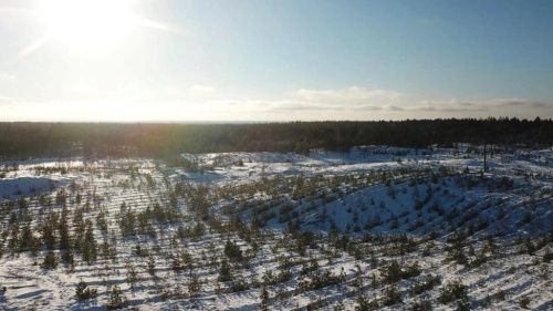 Нижегородская область вошла в топ-10 рейтинга по охране лесов 