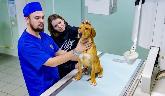 Сервис «Запись на прием к ветеринару» добавил 22 новые услуги