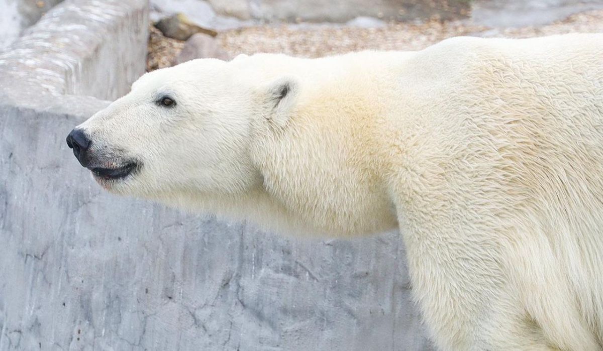 Зрители трансляций Московского зоопарка могут проверить свои знания о белых медведях