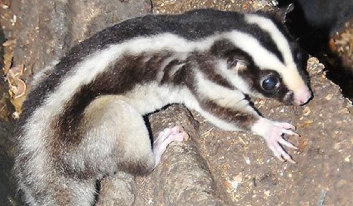 Обитатели Австралии пополнили коллекцию Московского зоопарка