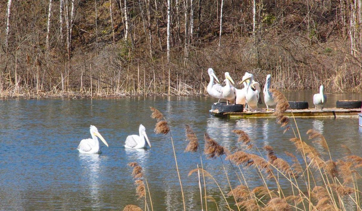 Пеликаны вернулись на озеро Московского зоопарка после весенней диспансеризации