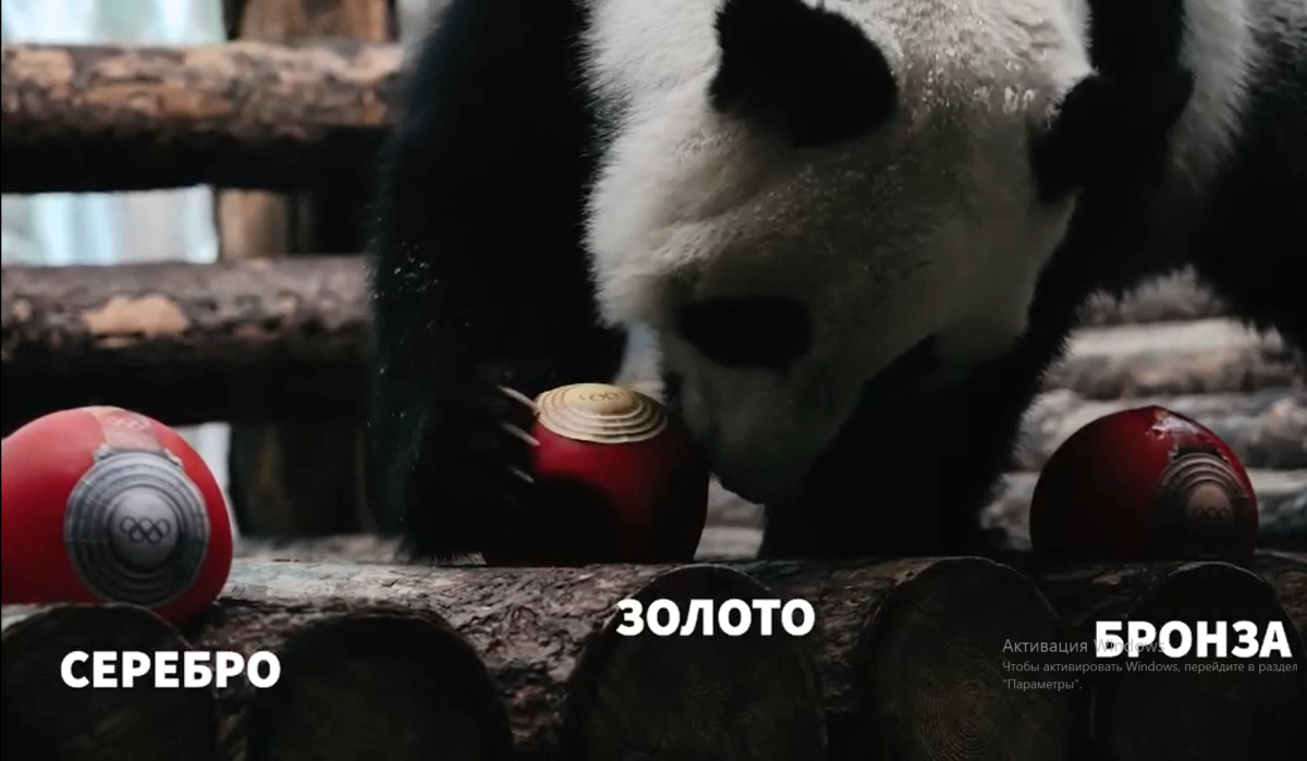 Панда из Московского зоопарка предсказала, каких медалей больше всего завоюют российские фигуристы
