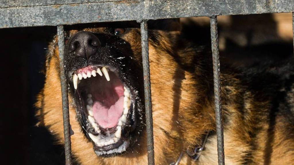 В Раменском возбудили уголовное дело после нападения собаки на ребёнка